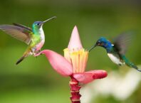 dizajn ptice kolibrić