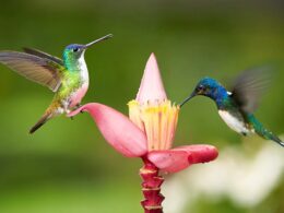 dizajn ptice kolibrić