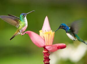 dizajn ptice kolibrić