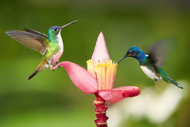 dizajn ptice kolibrić