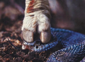 snaga uskrsnuća u krvi janje zmija