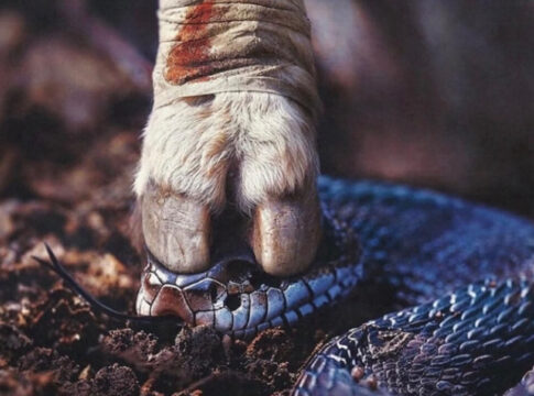 snaga uskrsnuća u krvi janje zmija