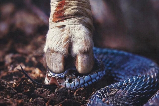 snaga uskrsnuća u krvi janje zmija